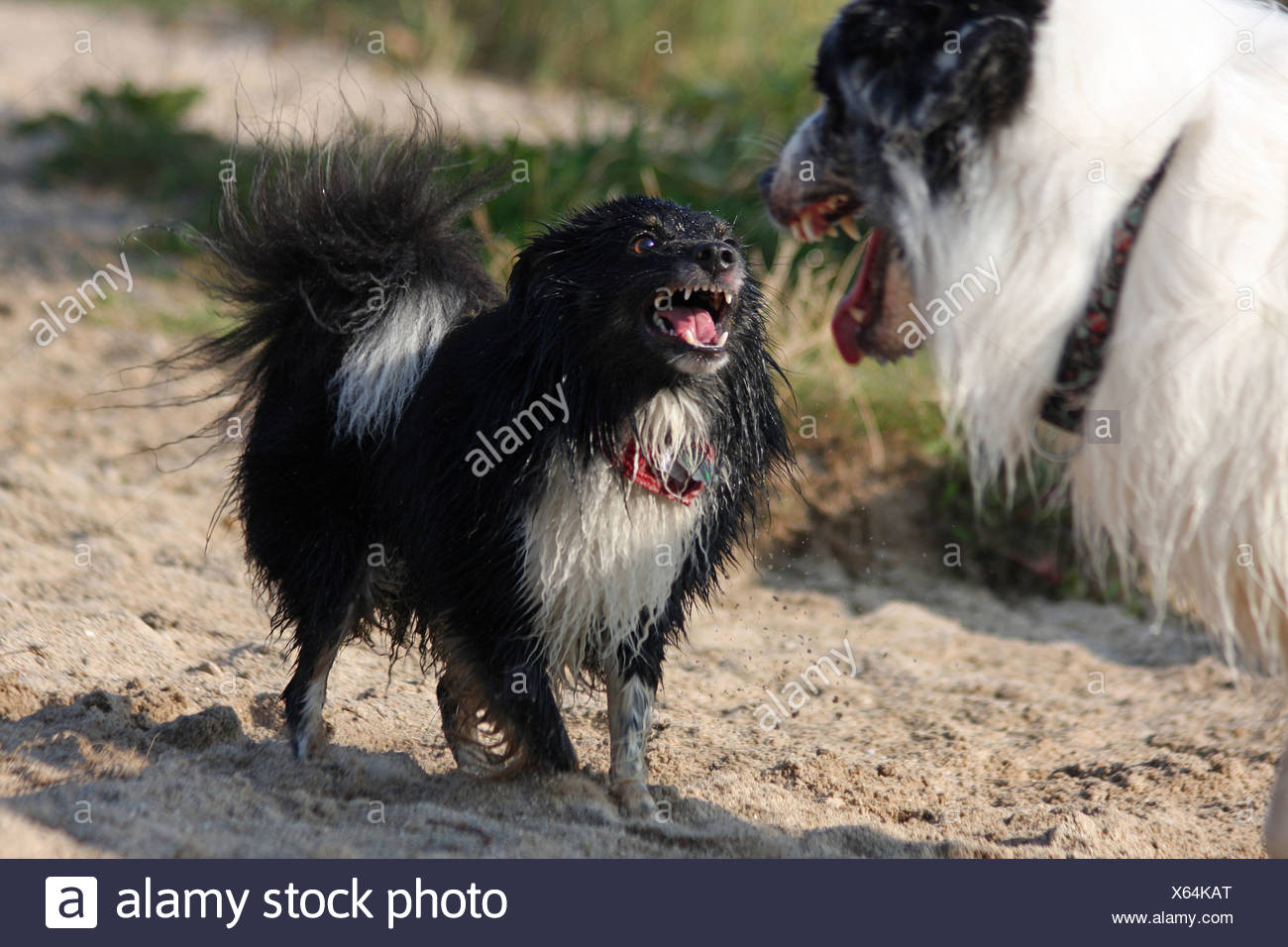 Berger Australien Chien Race Mixte La Confrontation Agressive Photo Stock Alamy