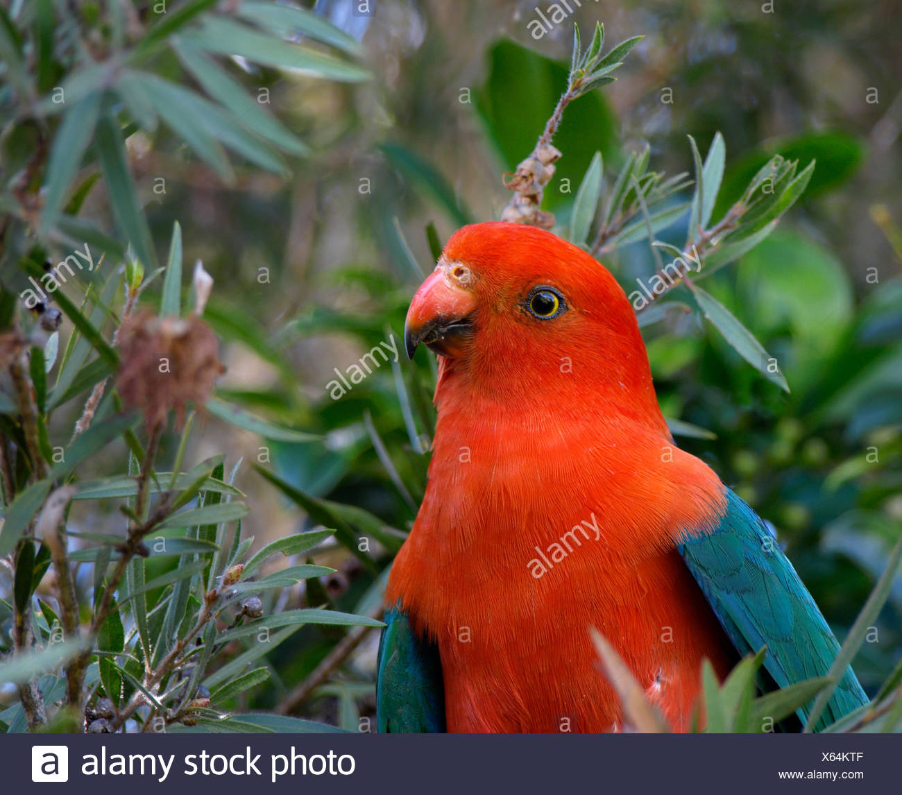 Homme Oiseau Perroquet Australie Masculin Couleur Bleu Rouge