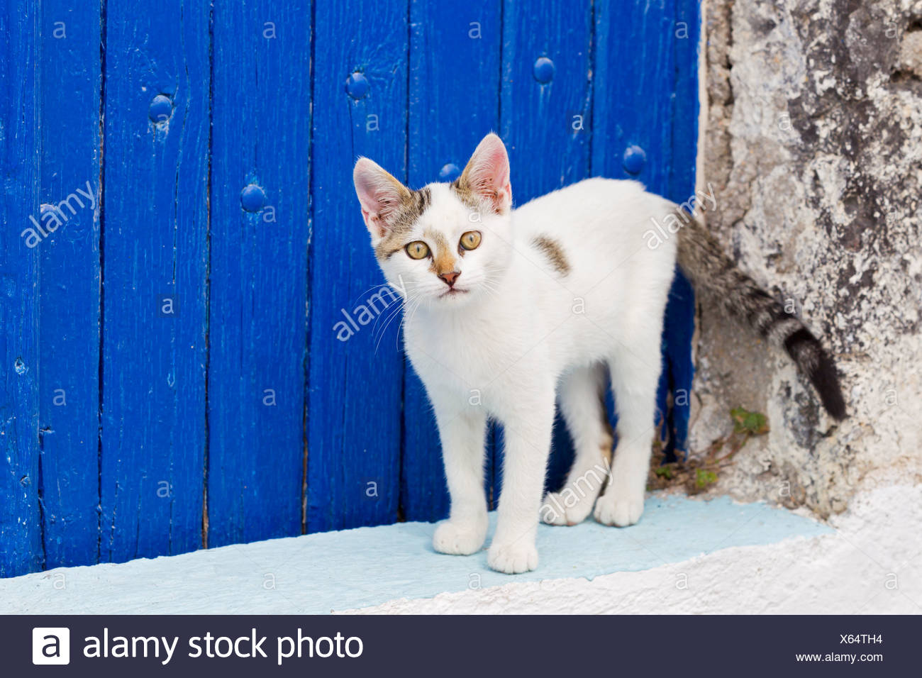 L Europe La Grece Les Cyclades Santorin Le Chat A La Porte Regardant Photo Stock Alamy
