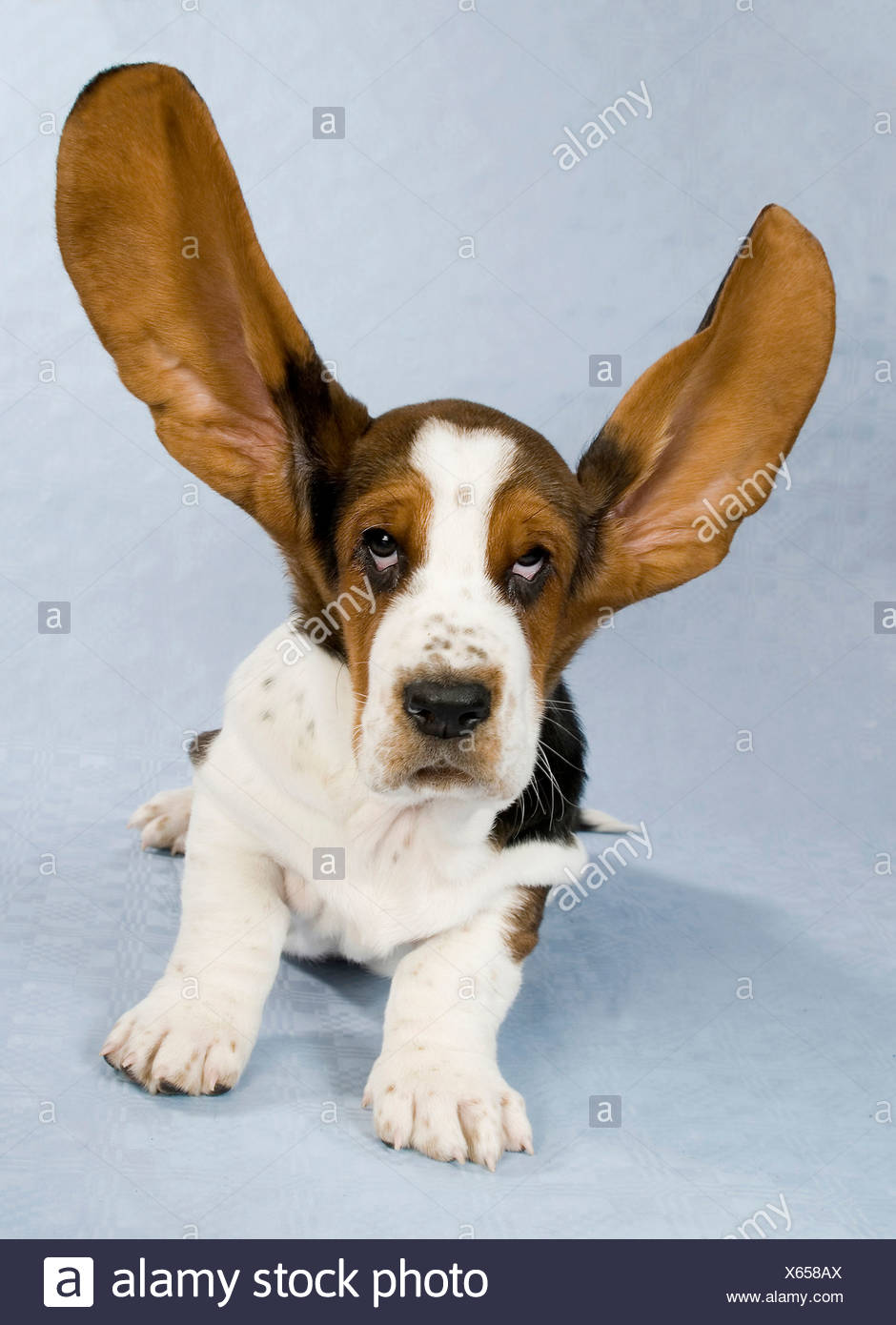 Ears Flying Photos Ears Flying Images Alamy
