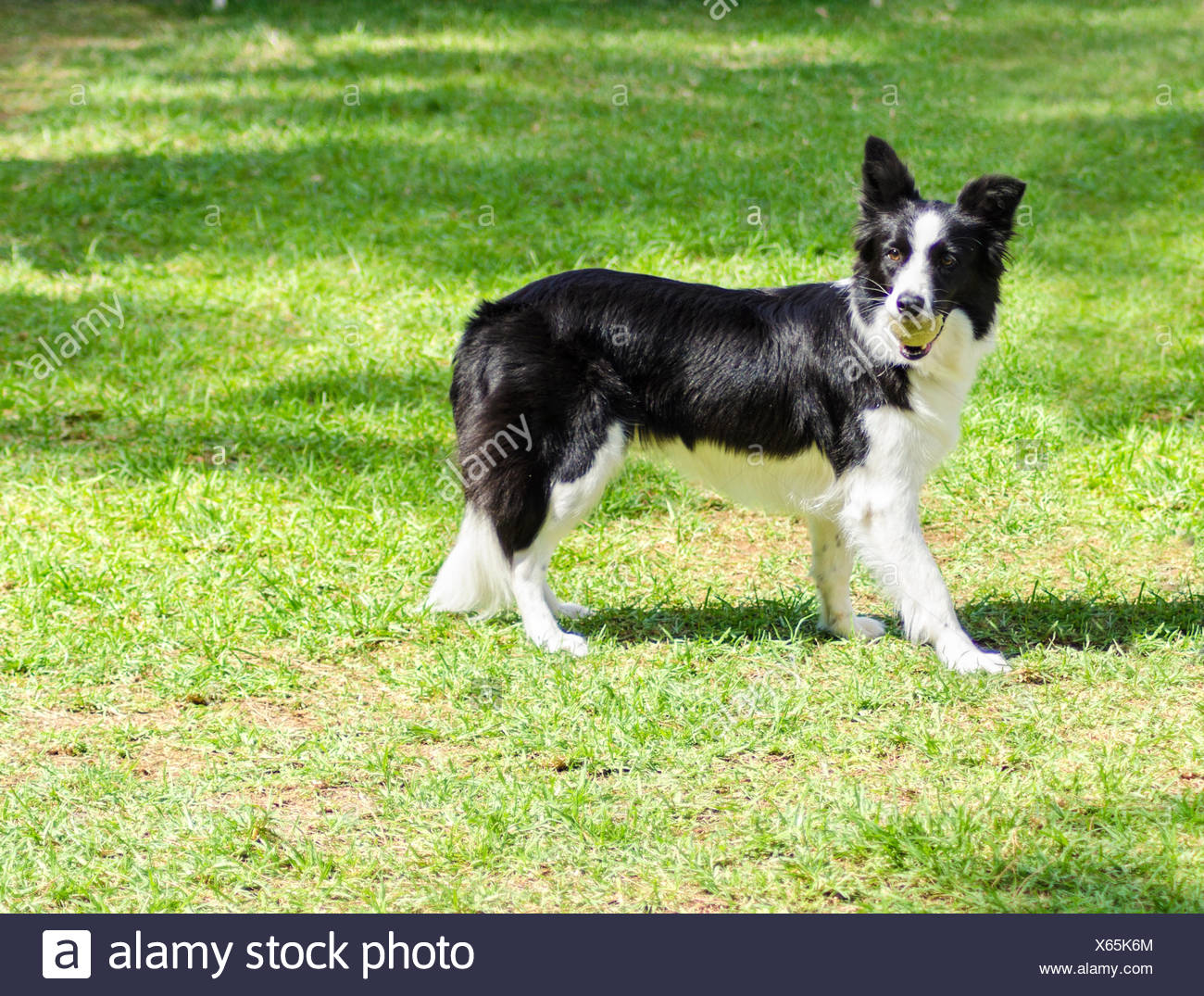 Un Jeune Sain Beau Noir Et Blanc Border Collie Chien