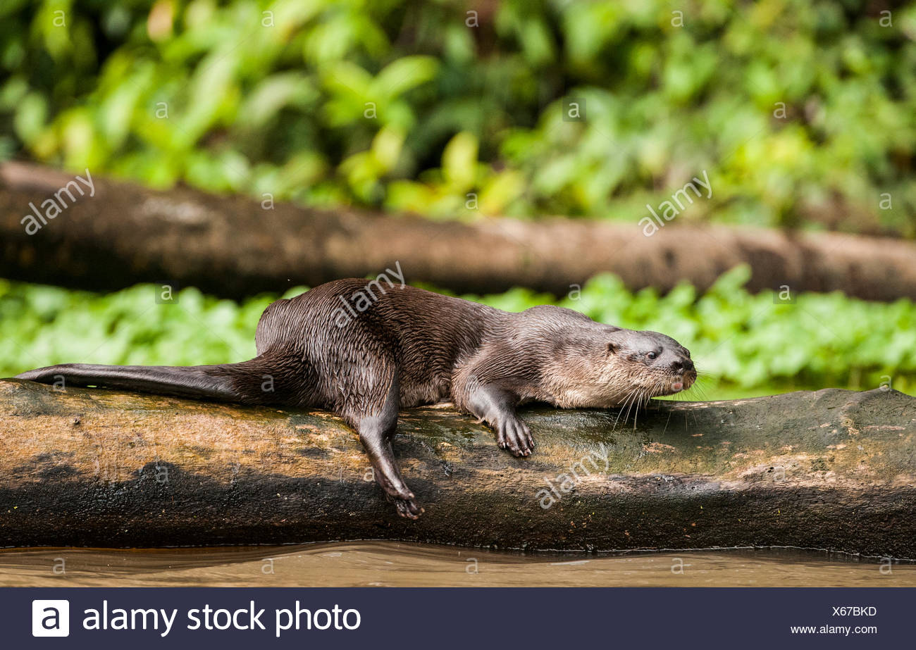Neotropical Loutre de rivière (Lontra longicaudis) Banque D'Images