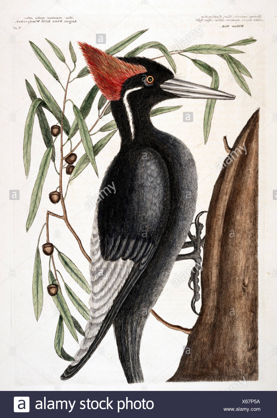 Pic à bec ivoire - Disparue - Planche 16, gravure colorée à la main à partir de l'histoire naturelle de New York, la Floride et le Bahama Banque D'Images