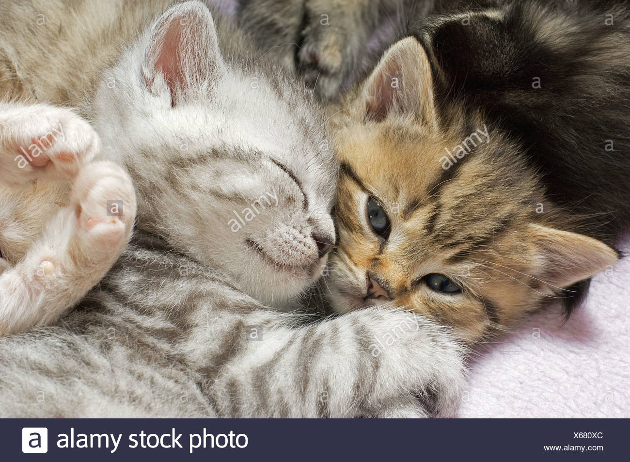 Chatons British Shorthair Calins Photo Stock Alamy
