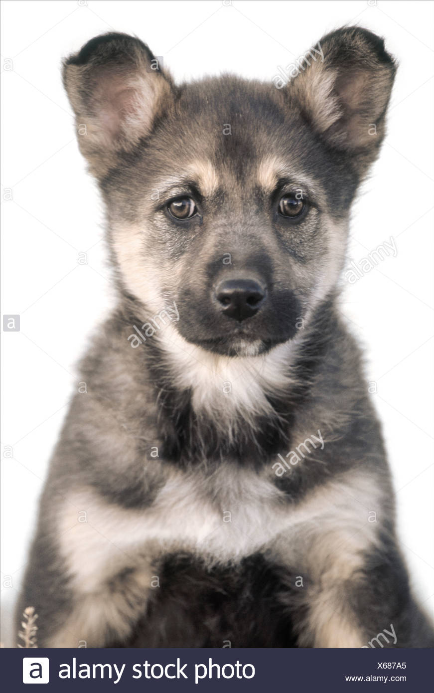 Husky German Shepherd Banque D Image Et Photos Alamy