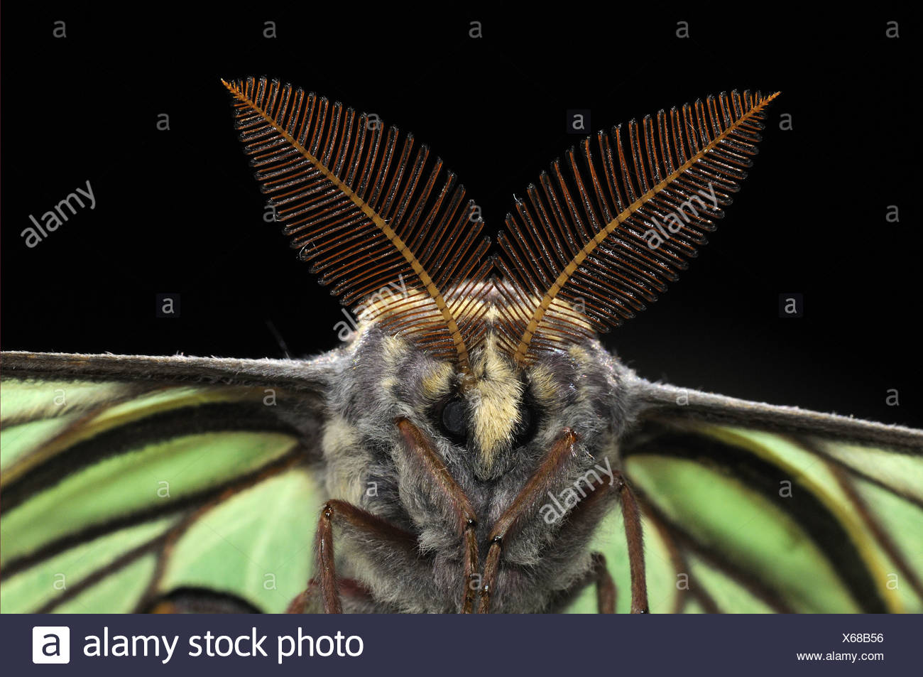 Papillons Lunaires Espagnols Banque D Image Et Photos Alamy