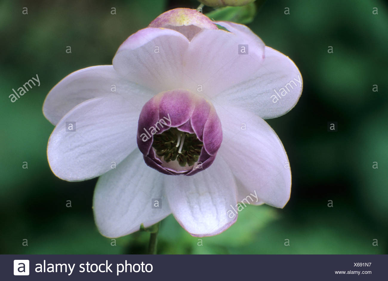 Anemonopsis Macrophylla Banque d'image et photos - Alamy