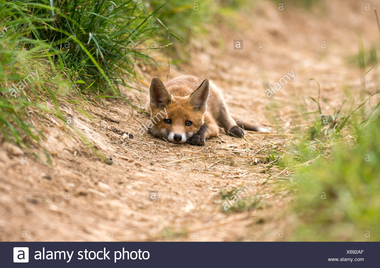 Renard Renard Roux Animal Animal Sauvage Banque d'image et photos - Alamy