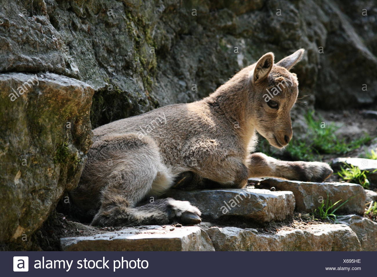 Capricorne Bouquetin Animal Animaux En Pierre Se Trouvent Couche Se Trouve Rock Cub Jeune Bebe Photo Stock Alamy Capricorne Bouquetin Animal Animaux En Pierre Se Trouvent Couche Se Trouve Rock Cub Jeune Bebe Photo Stock Alamy