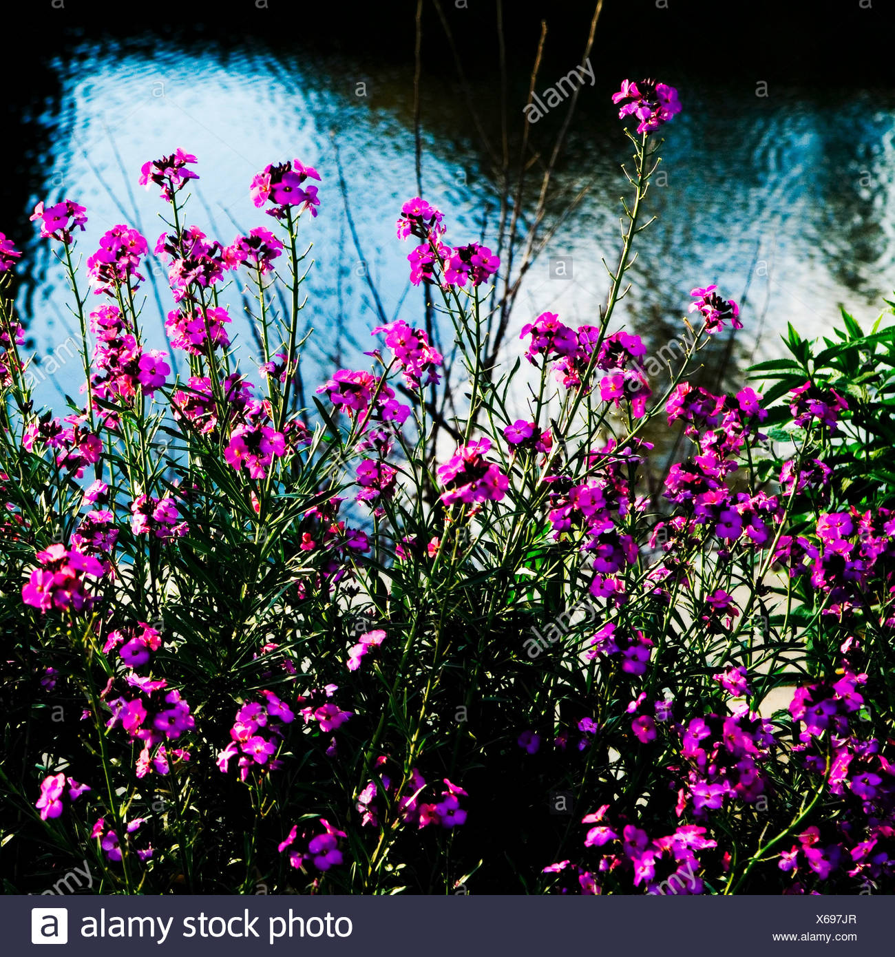 Fleurs Rose Sauvage Contre Londulation De Leau Banque D