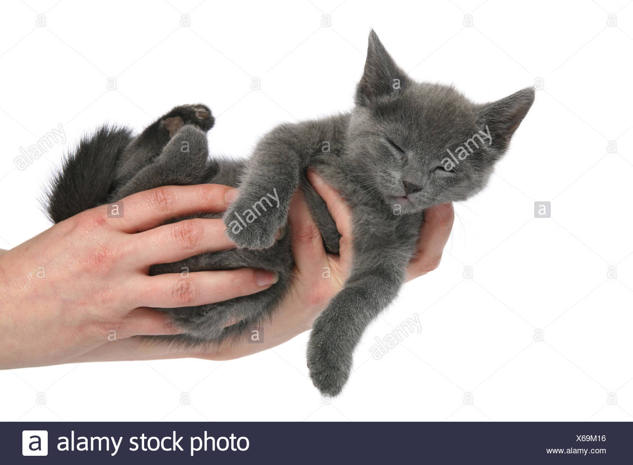 Main Mains Bleu Sommeil Dormir Bebe Chat Chaton Yeux Vert Russe Oreilles Fourrure Paw Photo Stock Alamy