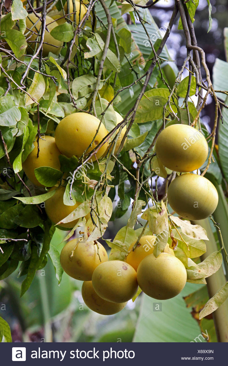 Pamplemousse Chinois Banque d'image et photos Alamy