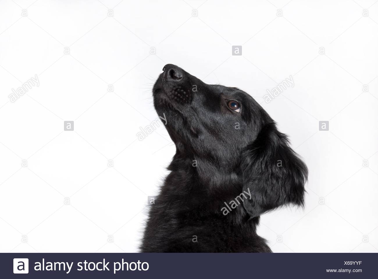 La Tête Dun Curieux Petit Chien Noir Banque Dimages Photo