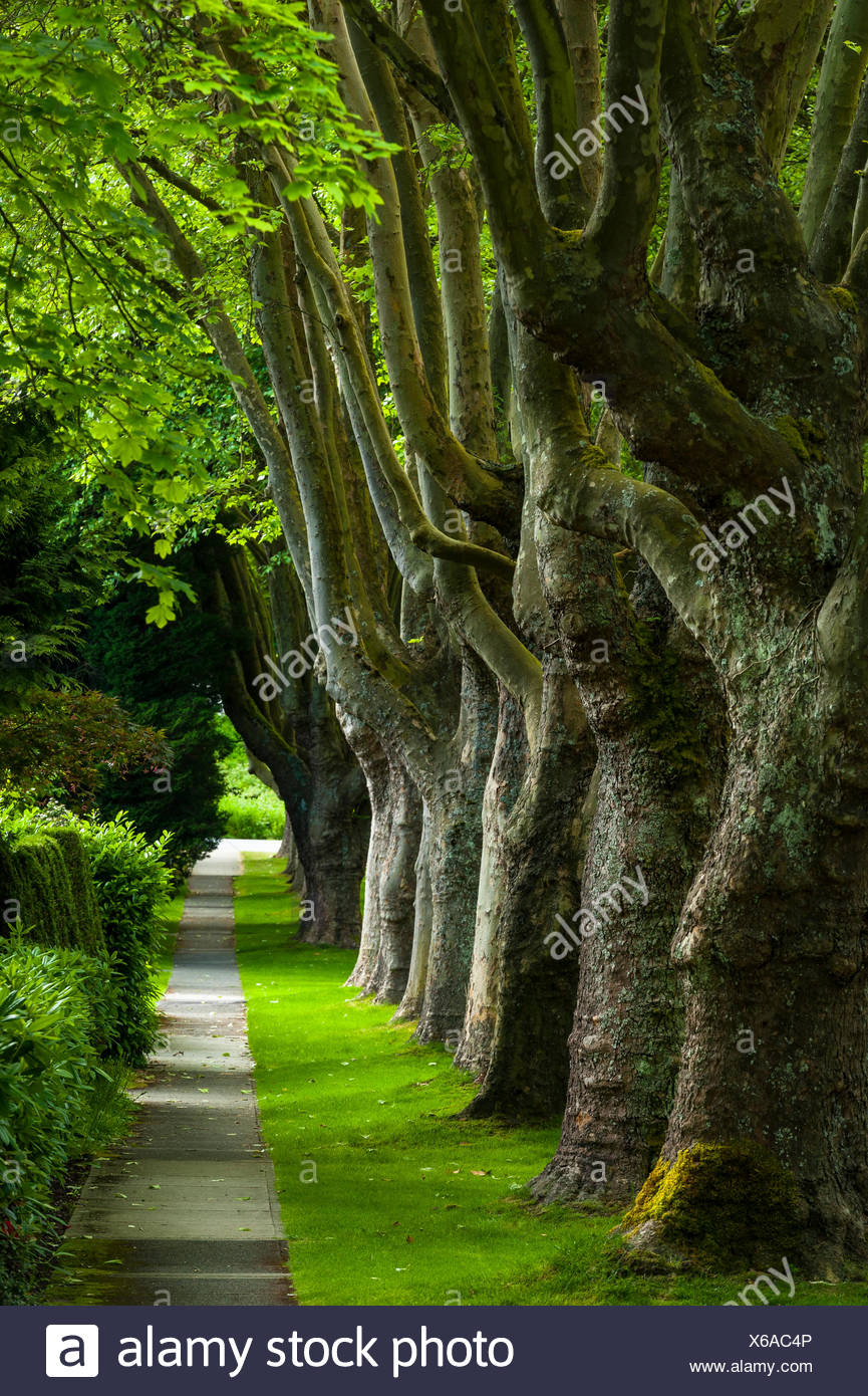 Promenade bordée d'arbres, Kerrisdale, Vancouver, British Columbia, Canada Banque D'Images