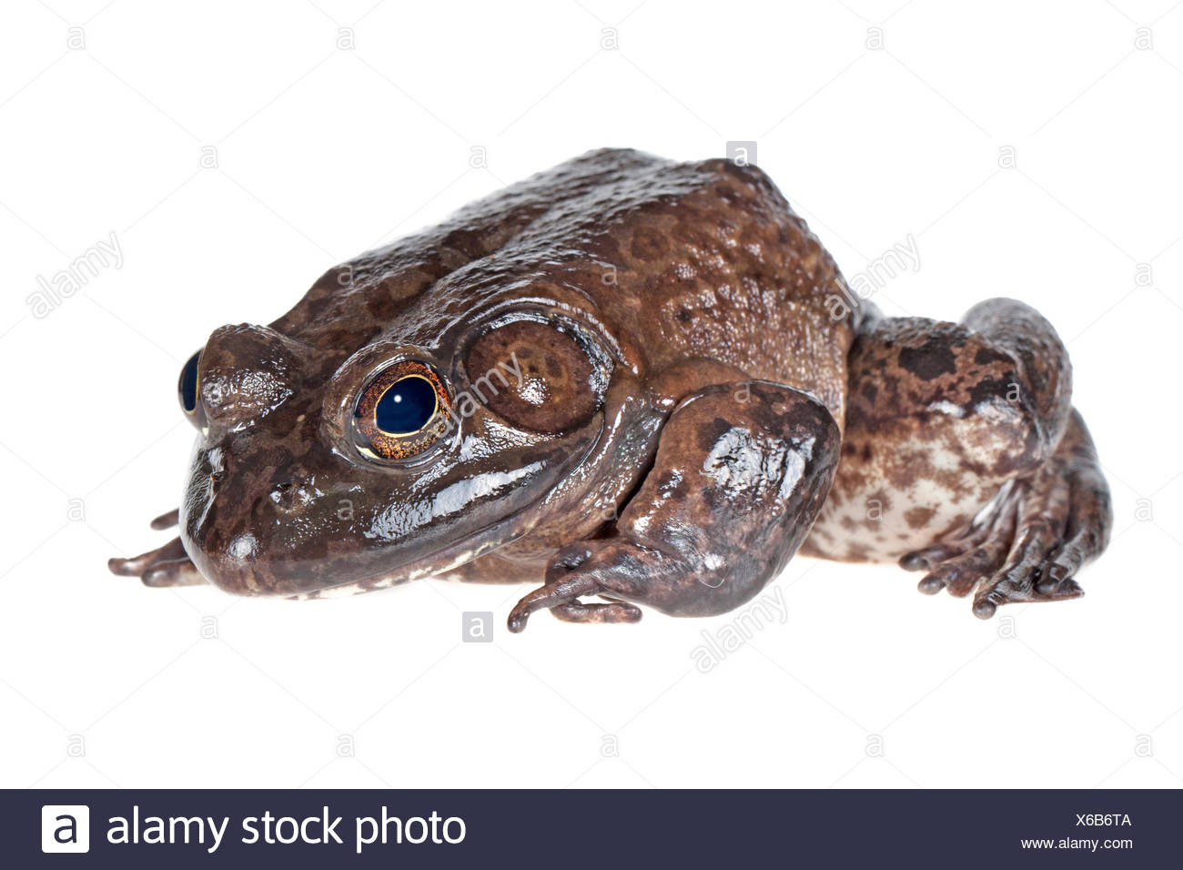 American Bullfrog photographié sur un fond blanc. Banque D'Images