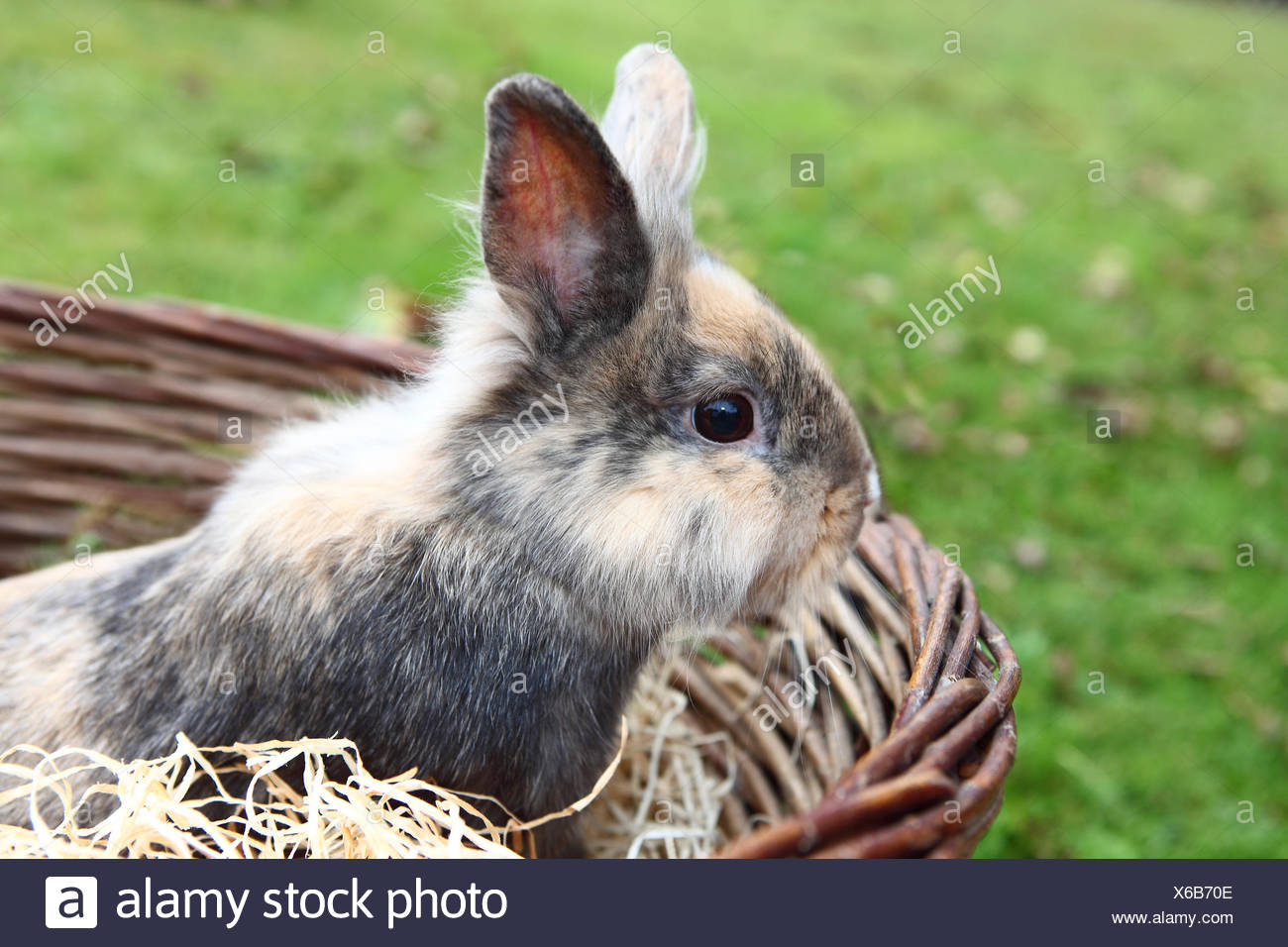 Jeune Lion head bunny dans un panier Banque D'Images