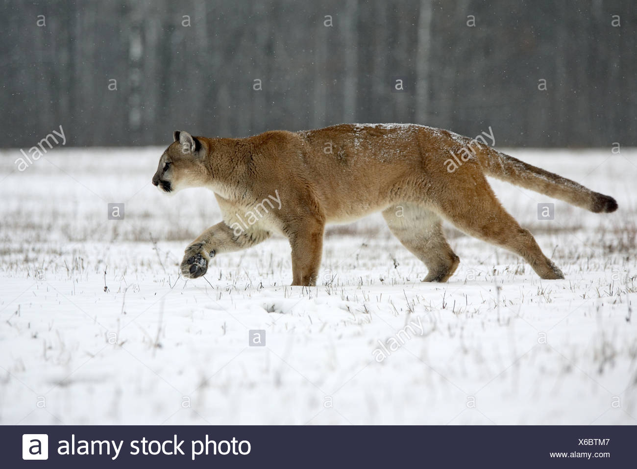 puma canada
