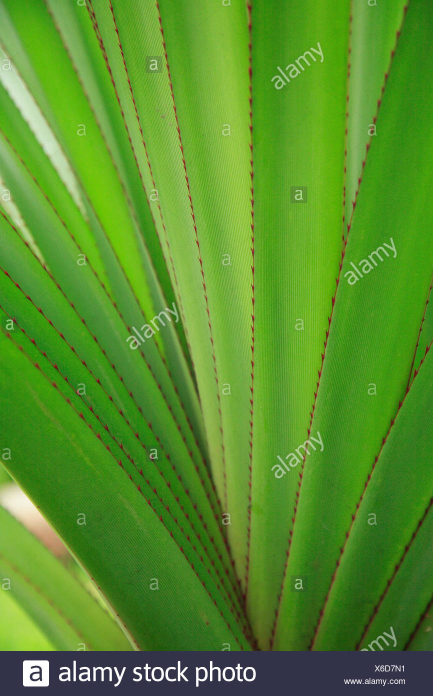 Plante, feuilles, diversifiée, Close up, irrégulières, striée, medium close-up, échantillon, structure, vert, vert pâle, Banque D'Images