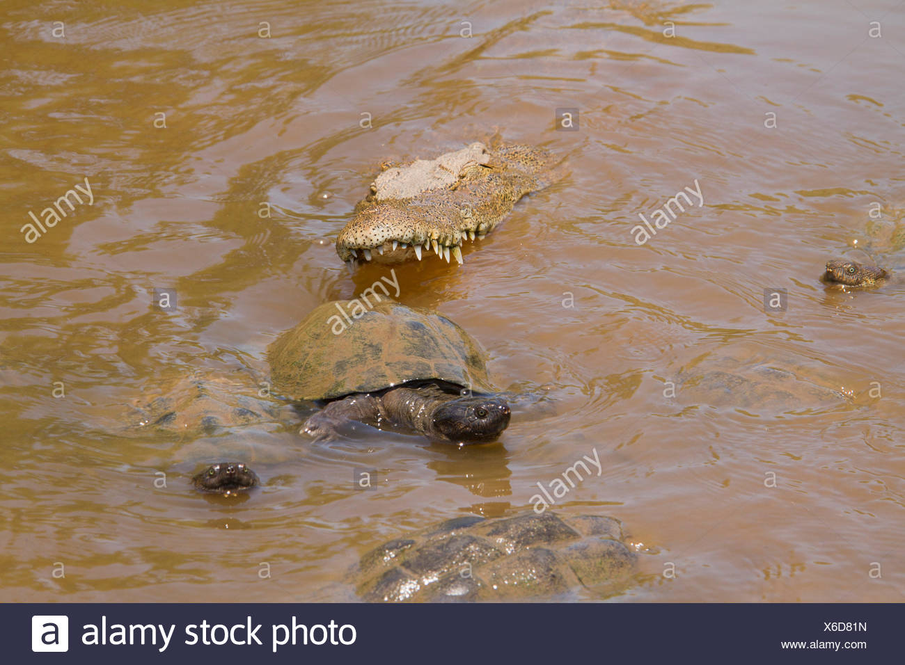 L'Afrique de l'Est de la boue dentelée de la tortue et le crocodile du Nil- trou d'eau saisonniers Kruger Banque D'Images