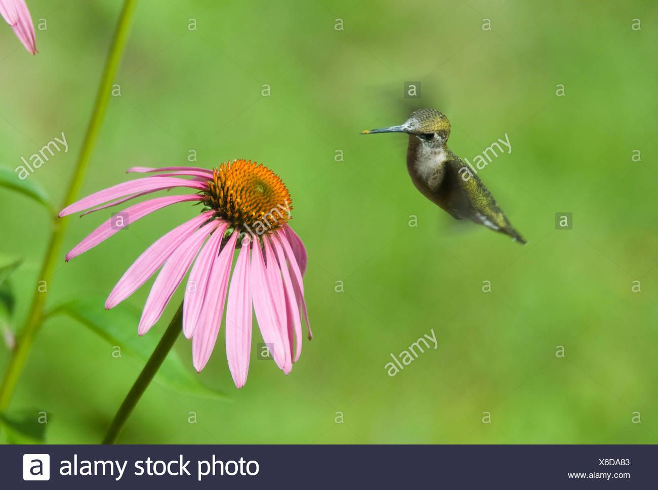 Boire Boire Bavoirs Vol Oiseau Fleur Plante Feed