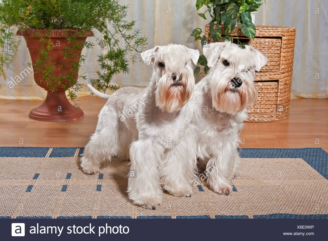 Schnauzers Banque D Image Et Photos Alamy