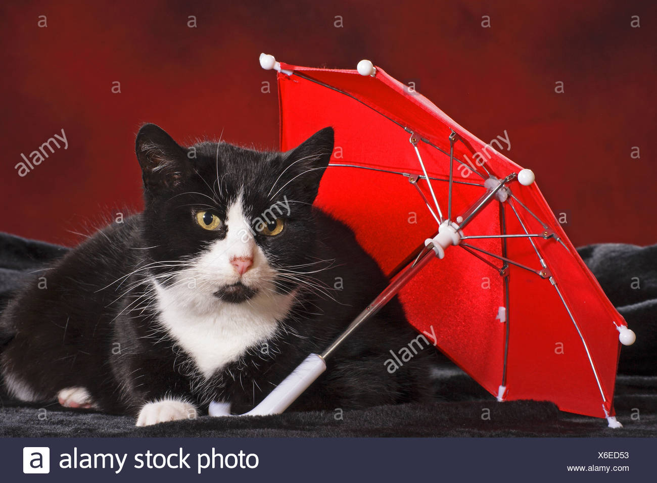 Chat Domestique Le Noir Et Blanc Des Profils Sous Parapluie