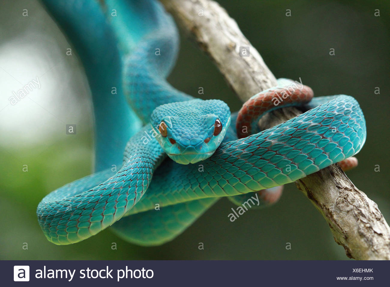 Serpent Bleu Banque D Image Et Photos Alamy Serpent Bleu Banque D Image Et Photos Alamy