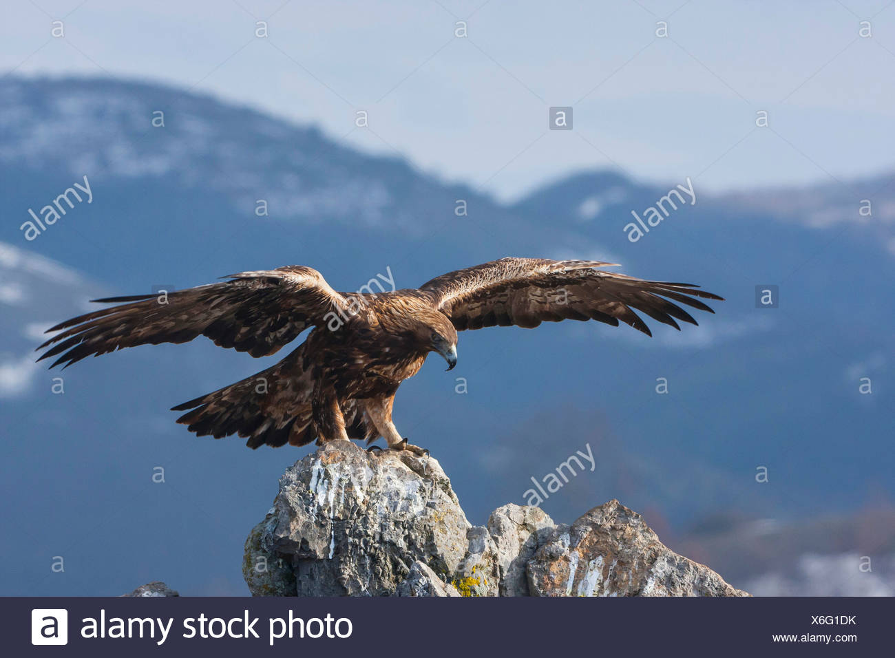 L'aigle royal (Aquila chrysaetos), s'est posé sur un rocher, Bulgarie,  Sredna Gora, Sliven Photo Stock - Alamy