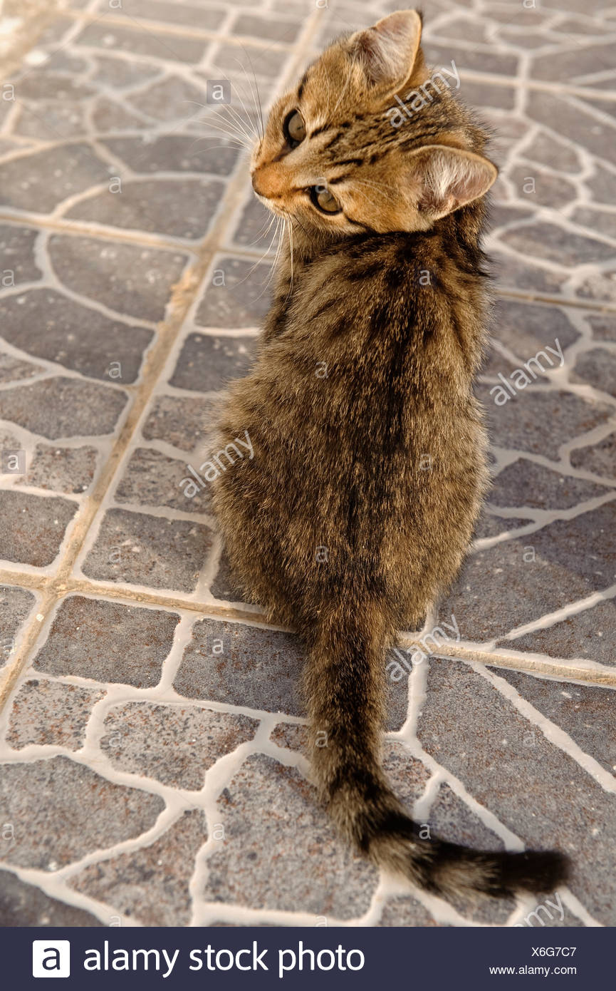 Chats égéens Photos Chats égéens Images Alamy - 