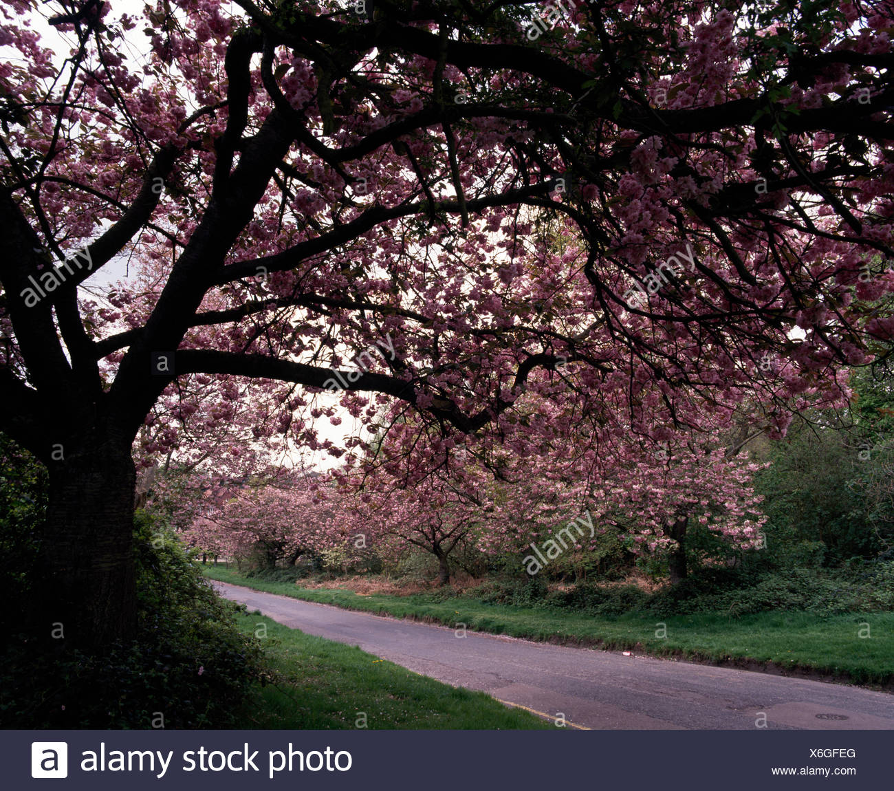 Arbres Prunus Rose Avec Fleurs Sur Chaque Côté Du Lecteur