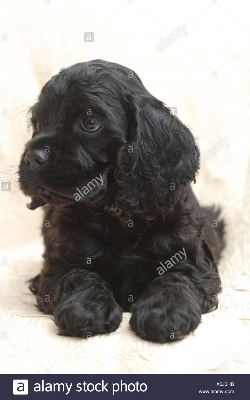 Sept Semaines Chiot Cocker Americain Noir Photo Stock Alamy Sept Semaines Chiot Cocker Americain Noir Photo Stock Alamy