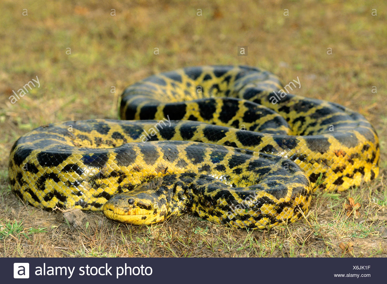 Adult Snake Anaconda Banque D Image Et Photos Alamy