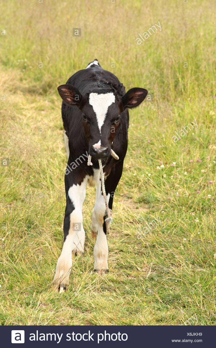 Mignon Bebe Vache Dans Un Pre Photo Stock Alamy