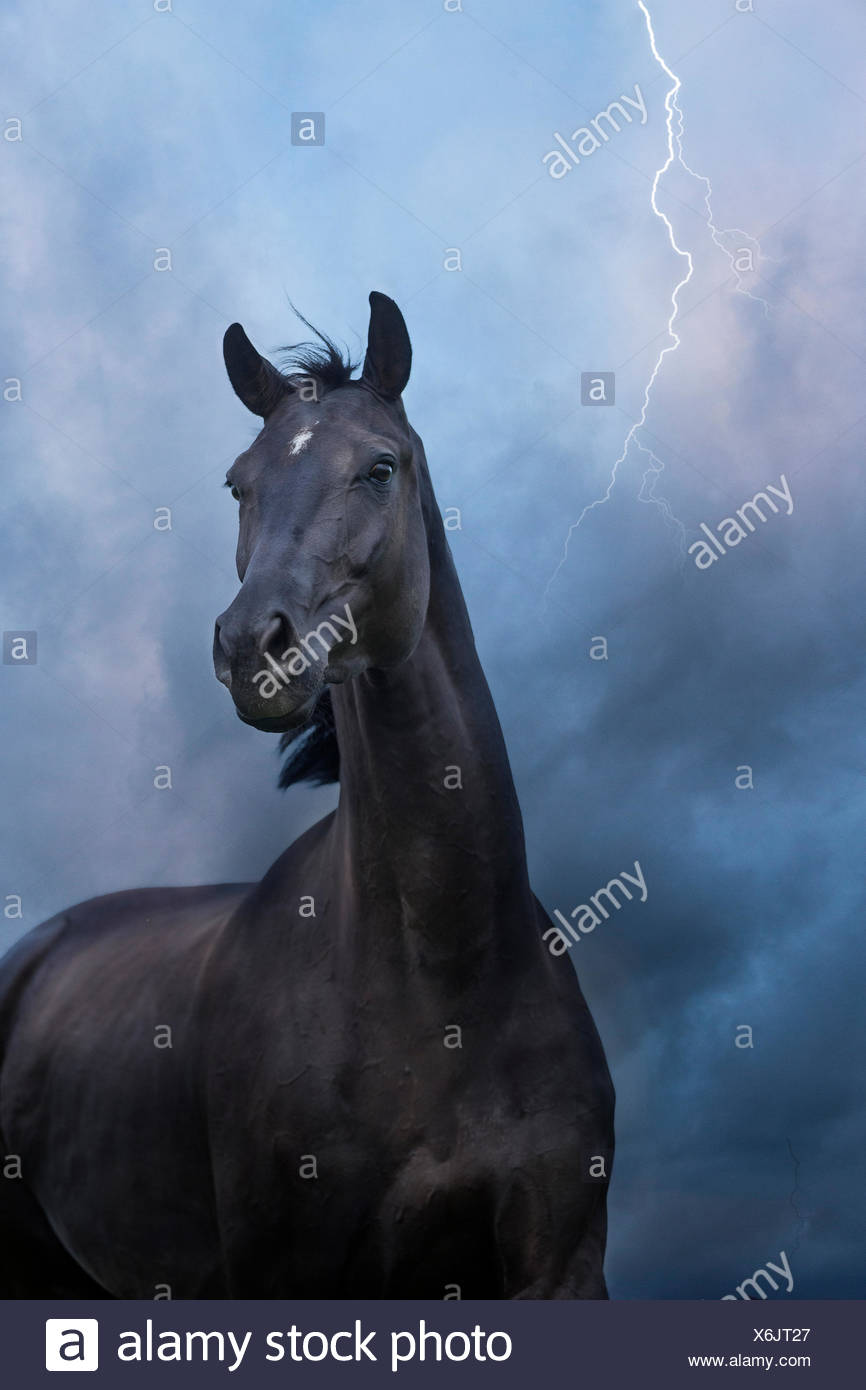 Oldenburg Horse. Mare Noir debout sur un pâturage de nuit, avec la foudre frappant. La Suisse Banque D'Images