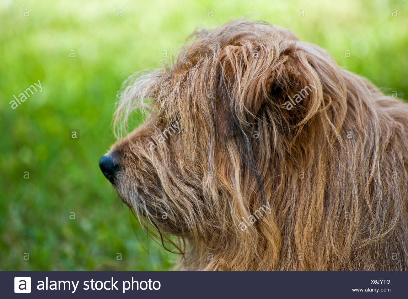 Animal Animal De Compagnie Chien Marron Brunâtre