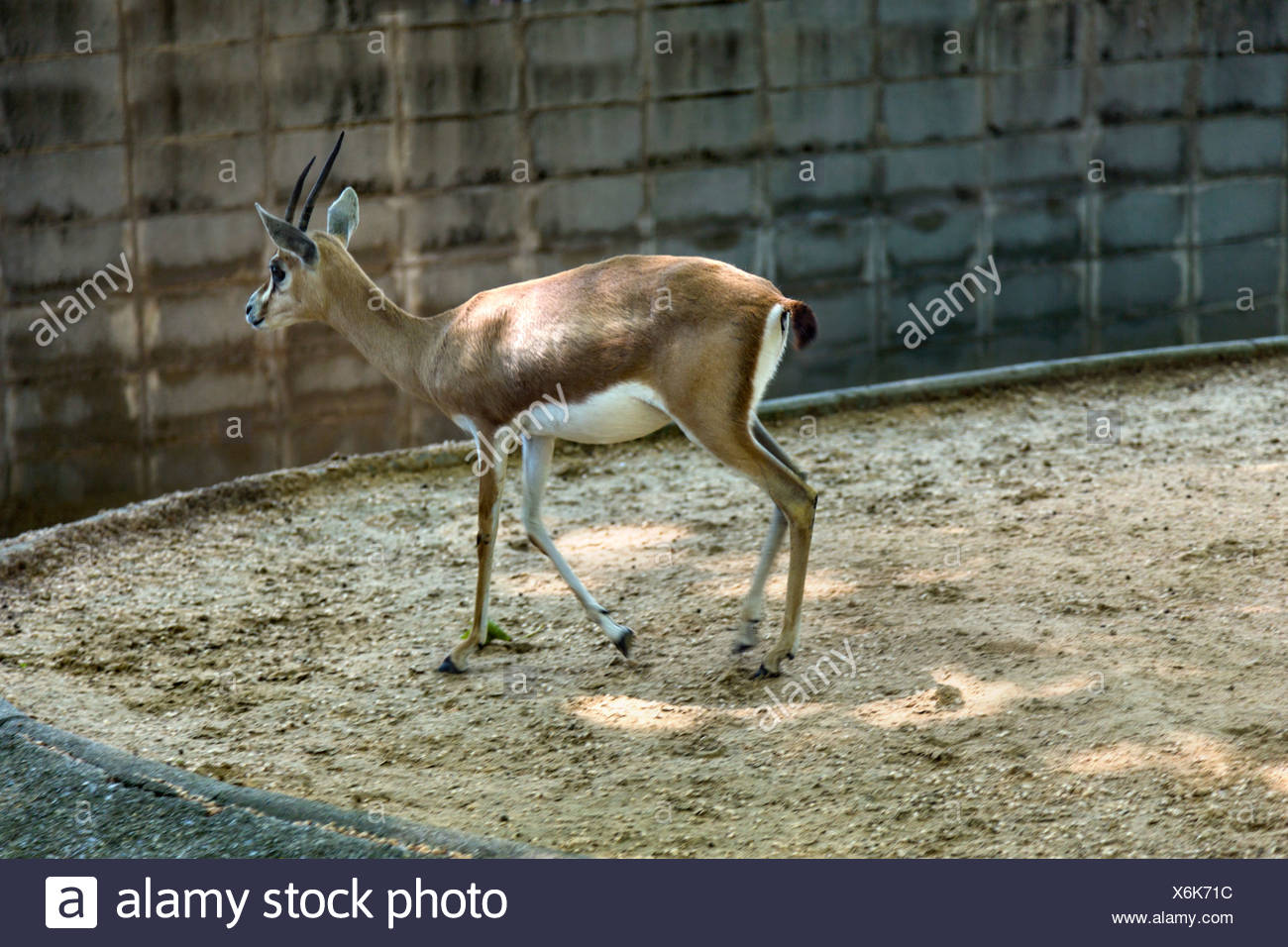 Gazelle dans un zoo, le Zoo de Barcelone, Barcelone, Catalogne, Espagne Banque D'Images