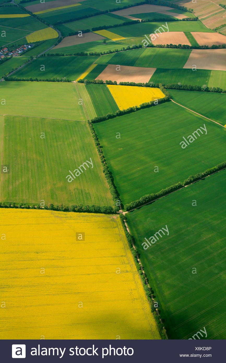 Vue aérienne, des champs de céréales et de canola champs séparés par des haies, Erbes-Buedesheim, Rhénanie-Palatinat, Allemagne, Europe Banque D'Images
