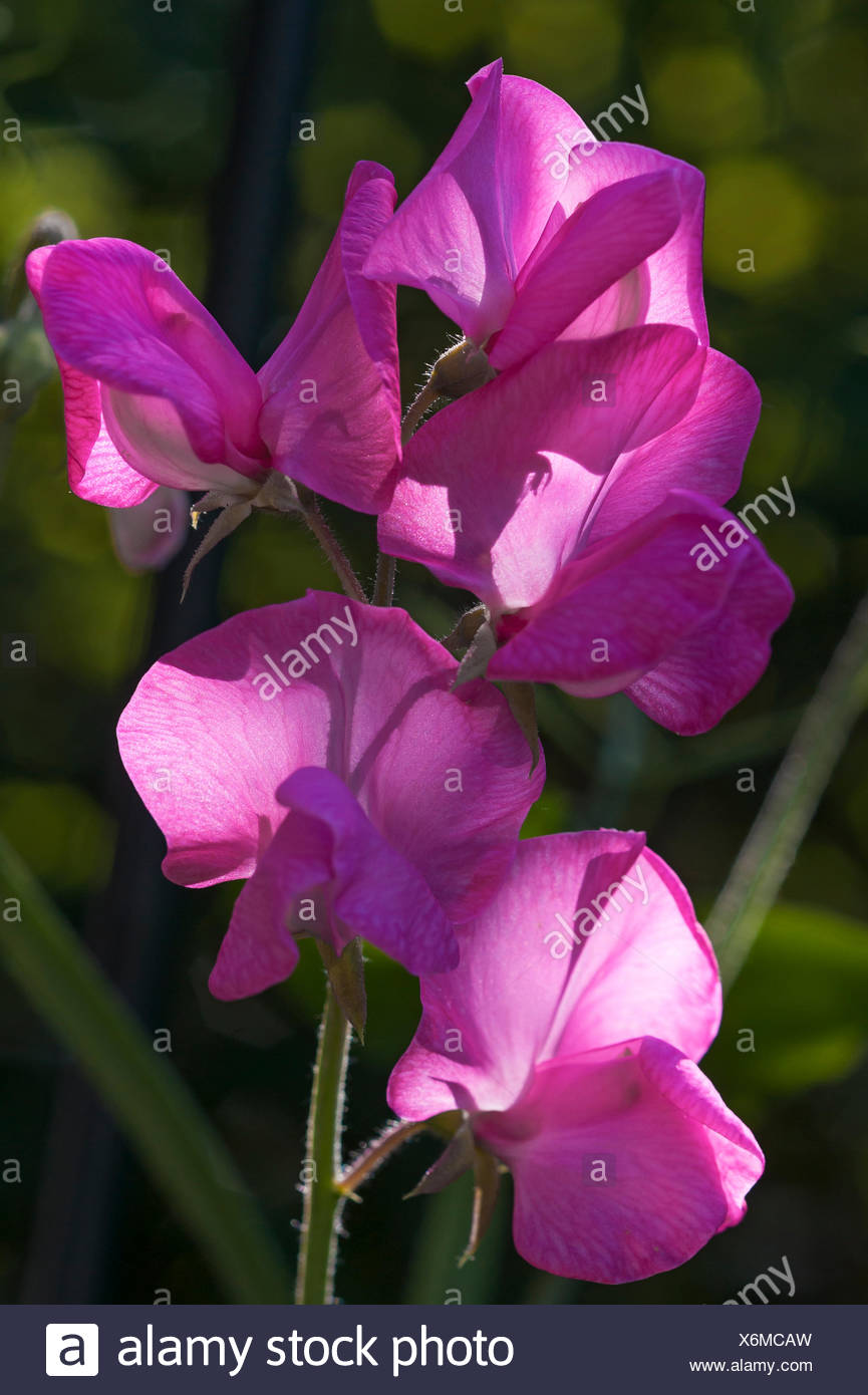 Pois De Senteur Lathyrus Odoratus Fleur Bavière