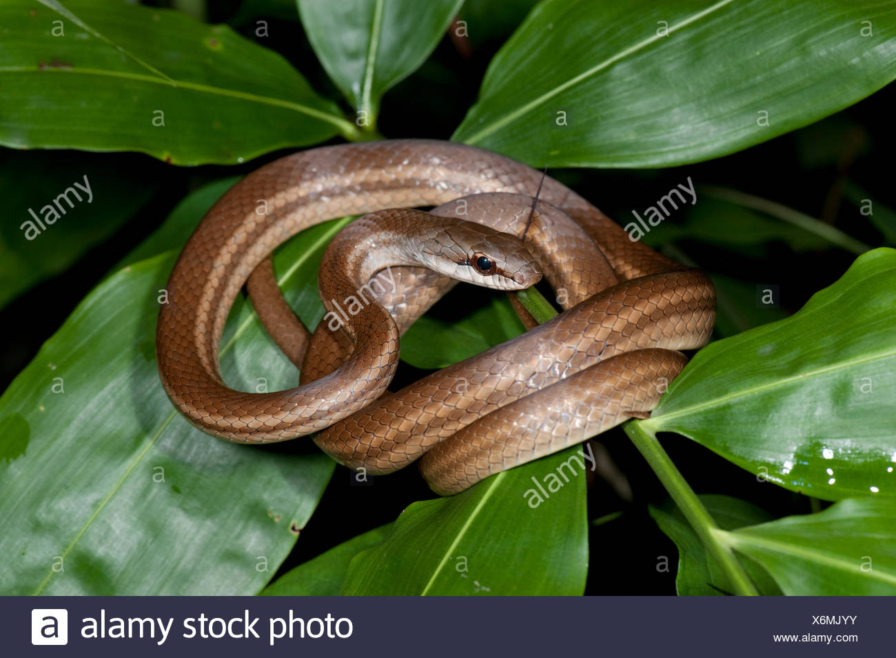 Couleuvre agile saumon Dryadophis melanolomus Panama Banque D'Images