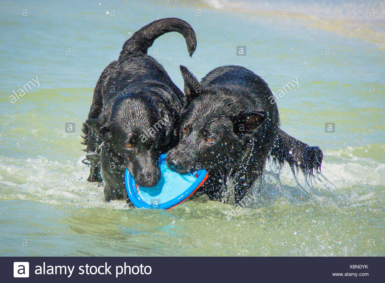 Berger Allemand Et Labrador Chien Jouant Dans La Mer Avec Un