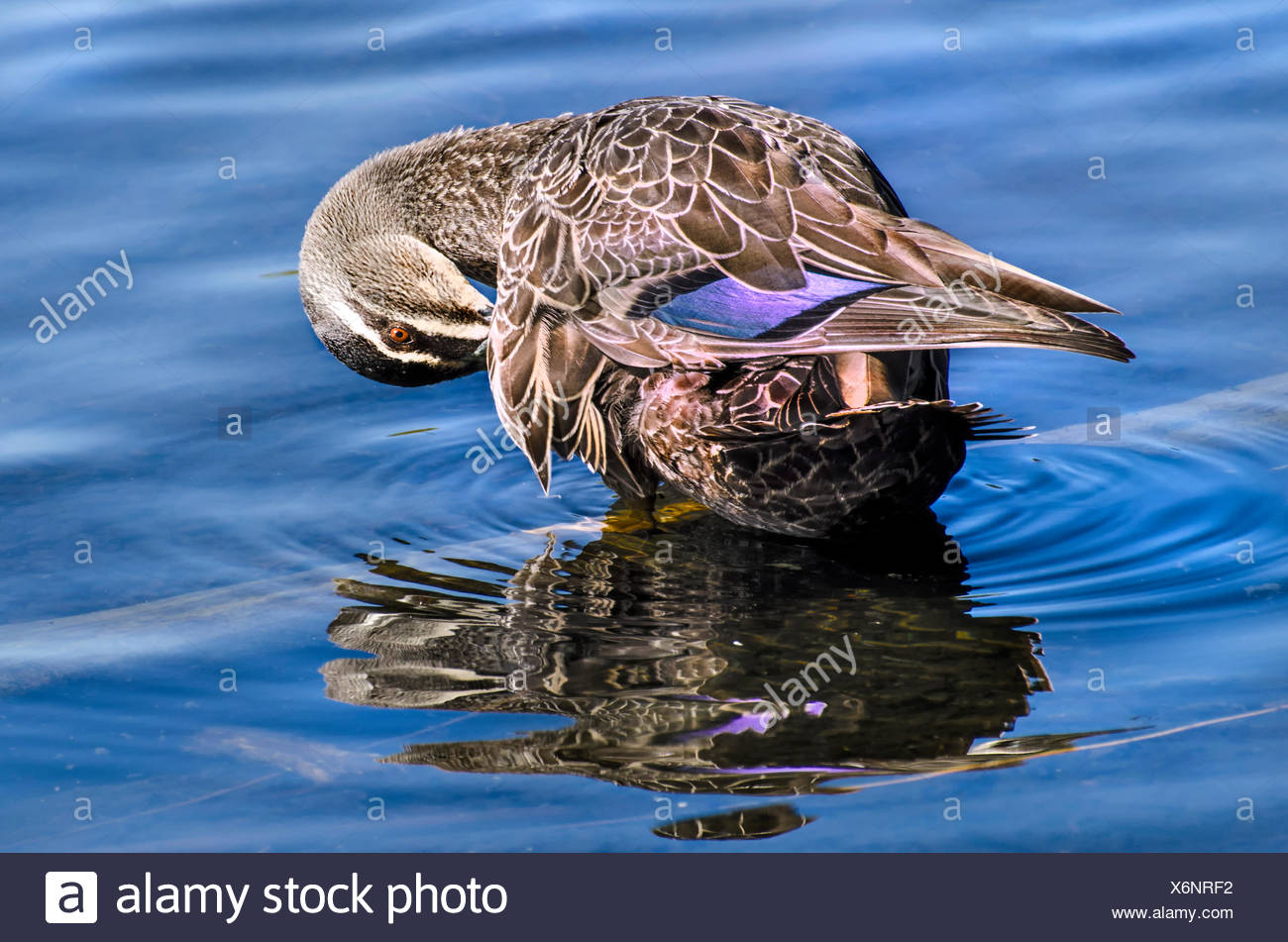 Le Canard Colvert Banque d'image et photos - Alamy