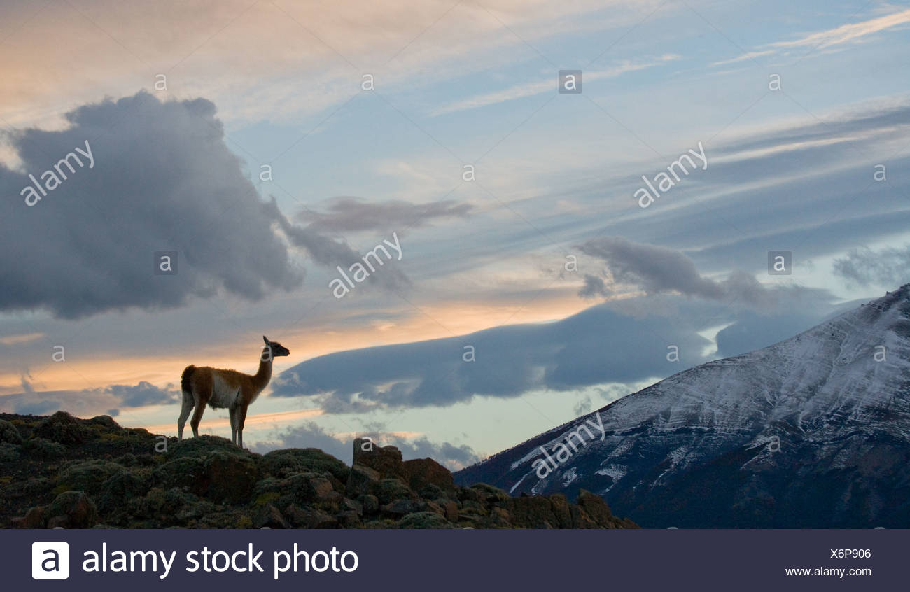 Cobourg au coucher du soleil sur les montagnes de Torres del Paine, Chili (Lama guanico) Banque D'Images