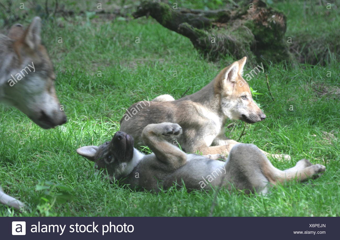 Tournoi De Jeu Jouer Jouer Joue A Joue L Europe Zoo Chien Loup Bebe Cub Predateur Photo Stock Alamy