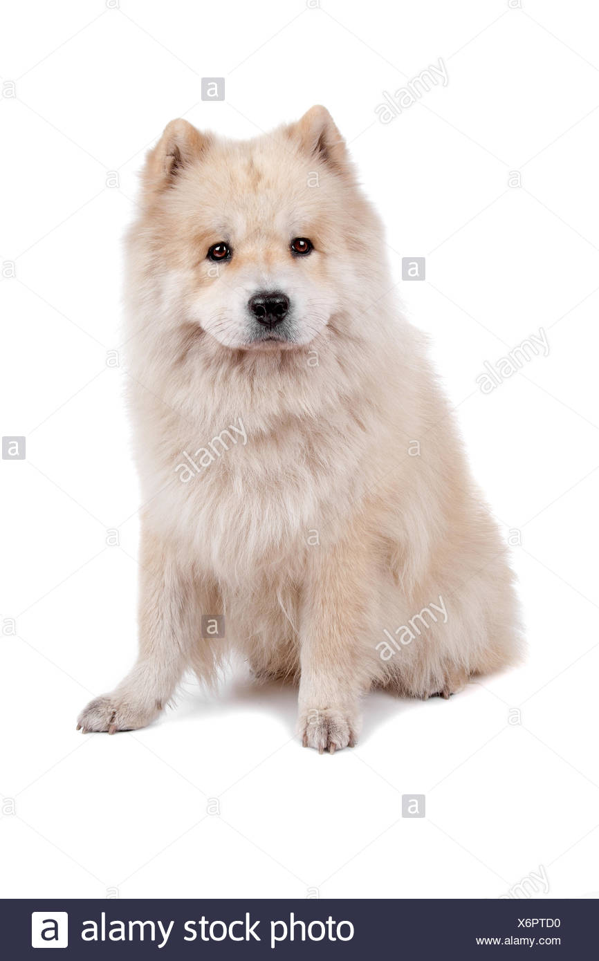 Chow Chow Mix Et Samoyede Photo Stock Alamy