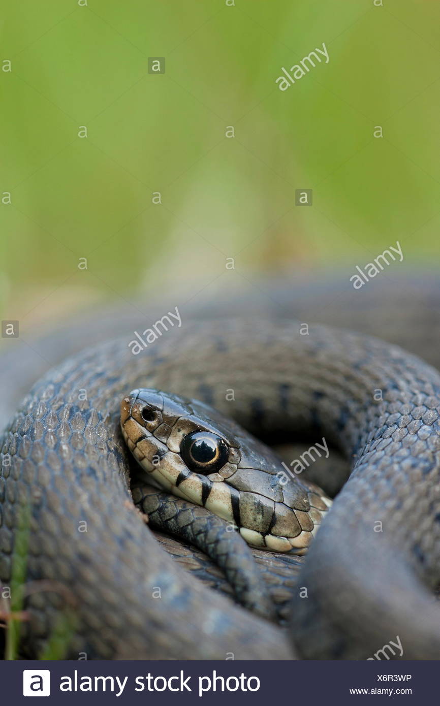 Couleuvre, Allemagne / (Natrix natrix) Banque D'Images