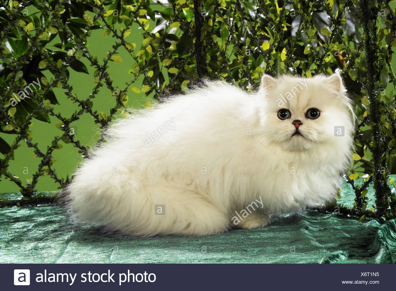 Chat Persan Chinchilla Lying Banque Dimages Photo