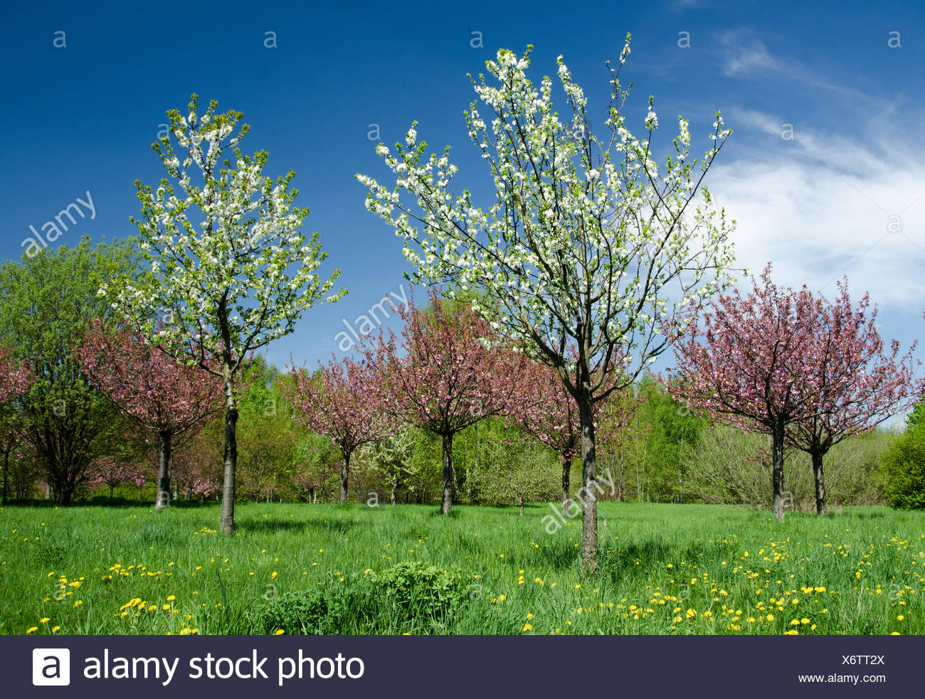 Arbre Printemps Photo Stock Alamy