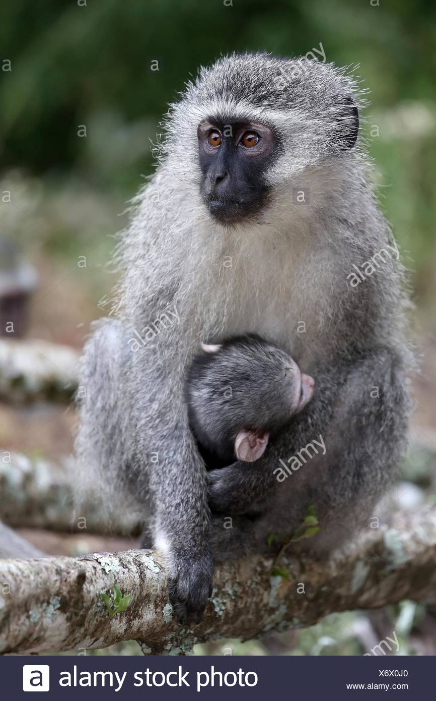 Bebe Singe Accroche A Sa Mere Photo Stock Alamy