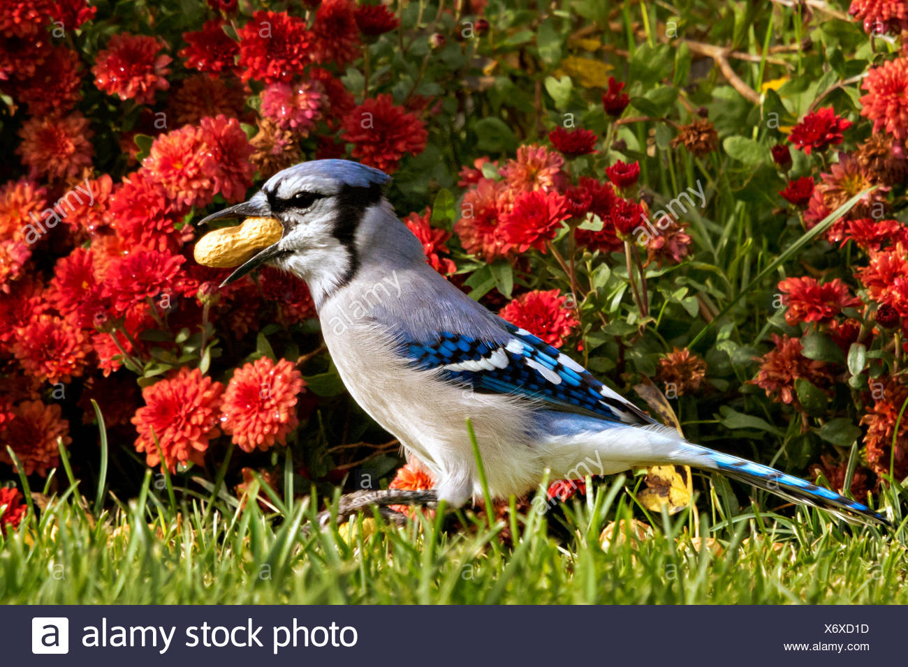 Oiseaux De Colorado Banque D Image Et Photos Alamy
