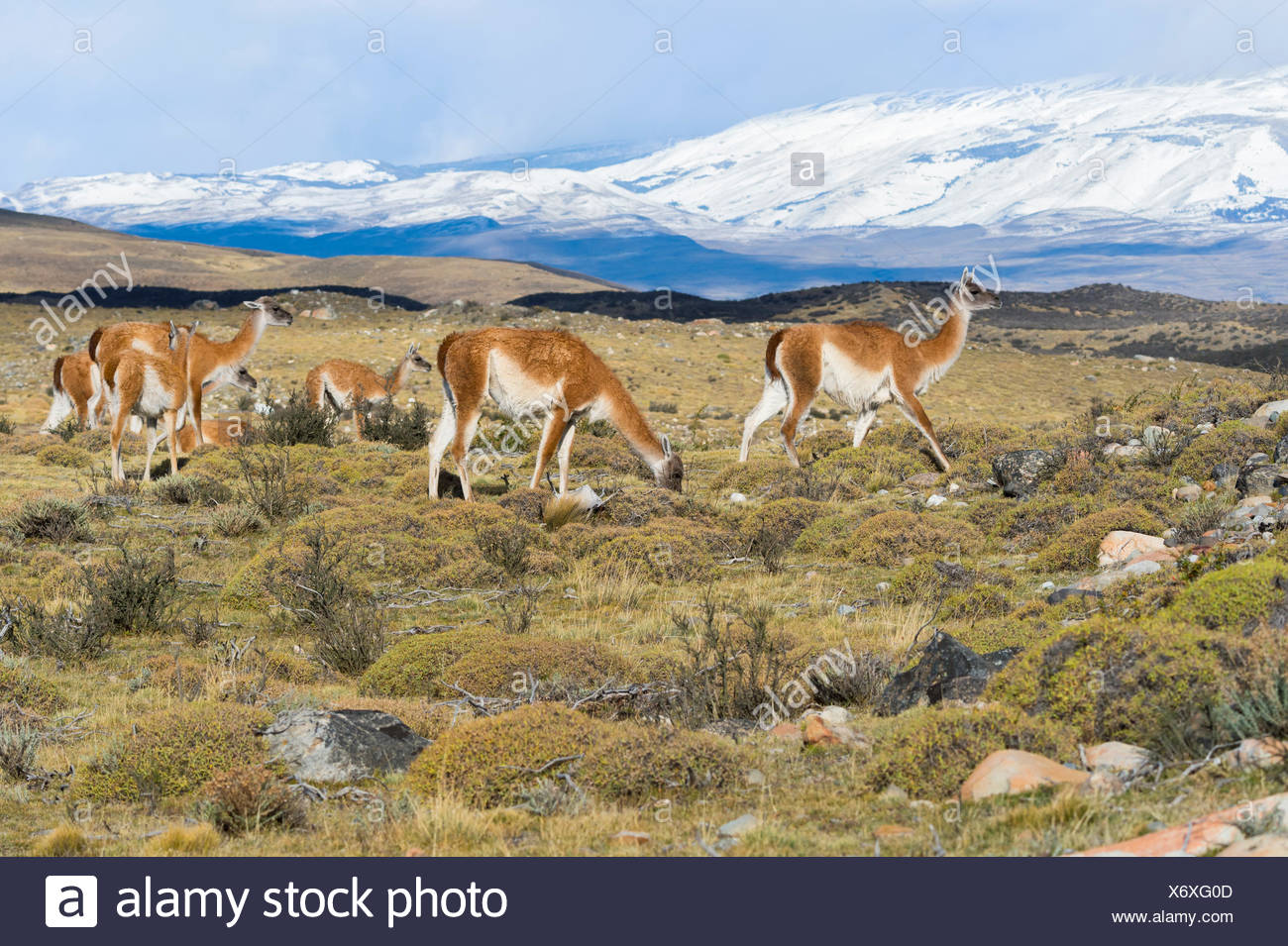 Groupe de guanacos (Lama guanicoe) dans la steppe, Parc National Torres del Paine, Patagonie chilienne, Chili Banque D'Images
